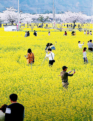 삼척맹방유채꽃축제